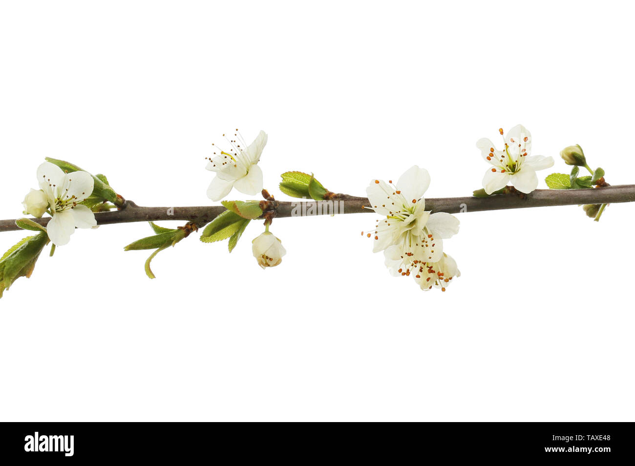 Blackthorn flowers and foliage isolated against white Stock Photo