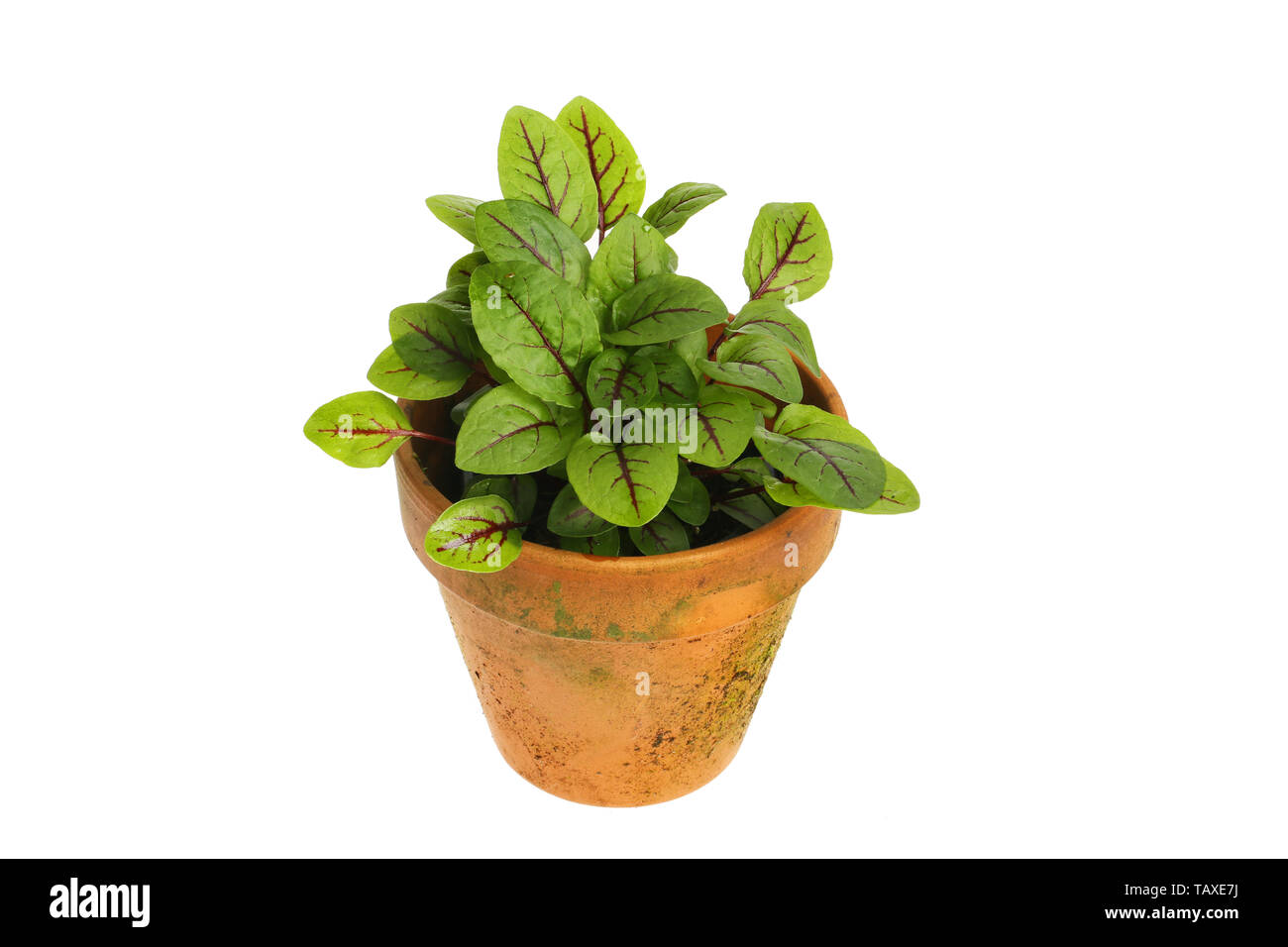 Red-veined sorrel, Rumex sanguineus, herb in a terracotta plant pot isolated against white Stock Photo