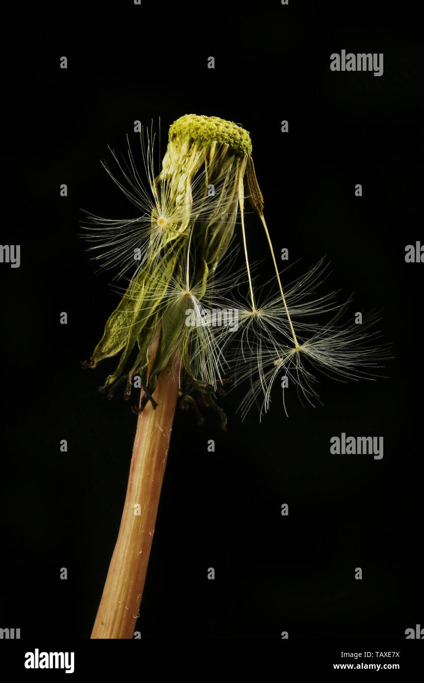 Faded dandelion seed head isolated against black Stock Photo