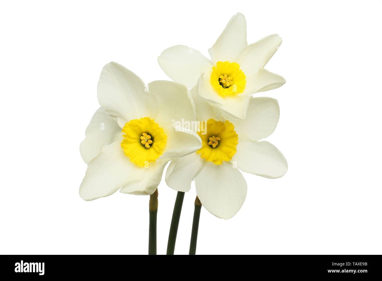 Three white daffodils isolated against white Stock Photo - Alamy