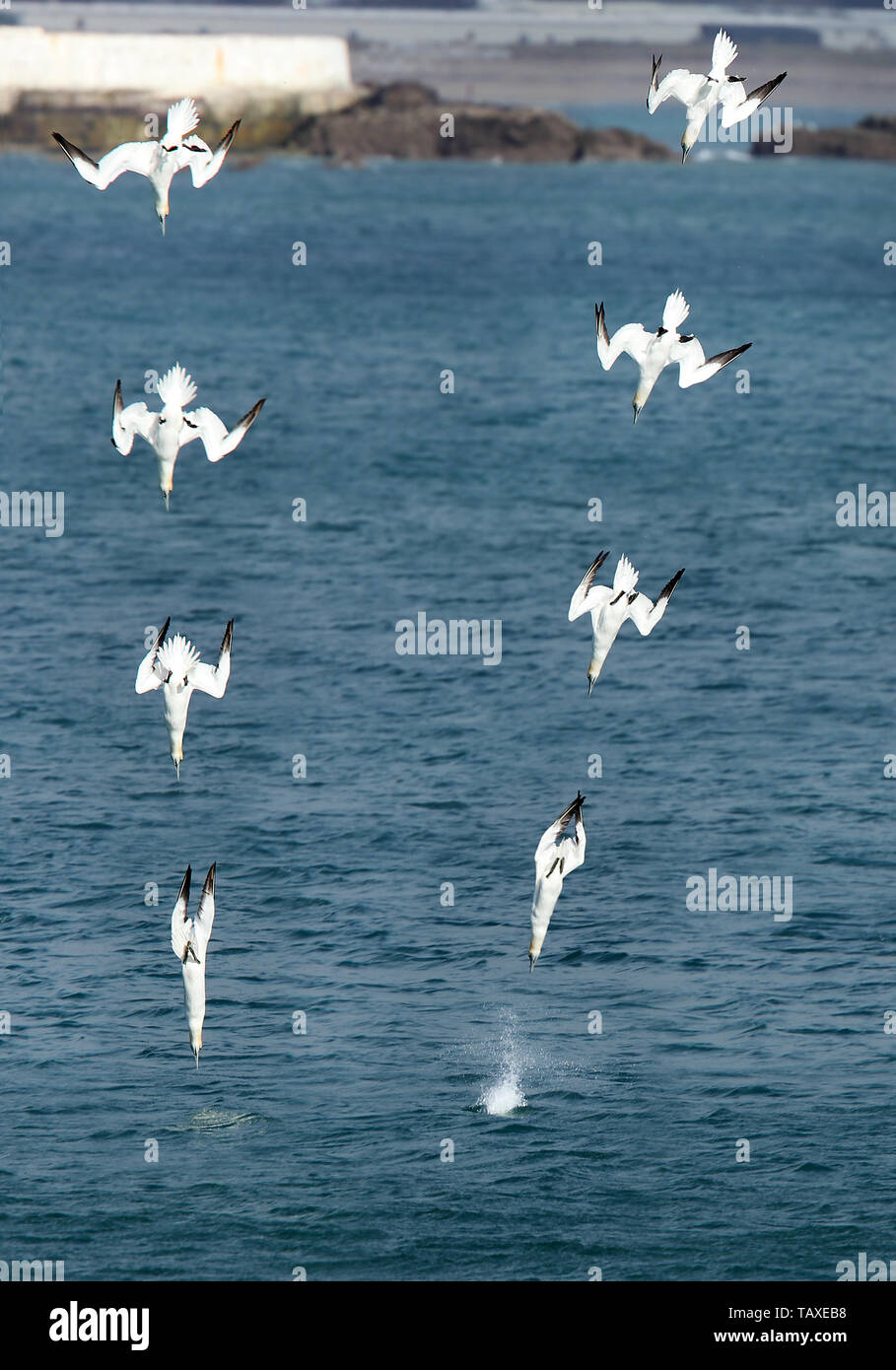 Two Northern Gannets diving almost synchronously off Penzance, Cornwall, UK. Sequence (about 0.1 sec intervals)  photomontaged. Stock Photo
