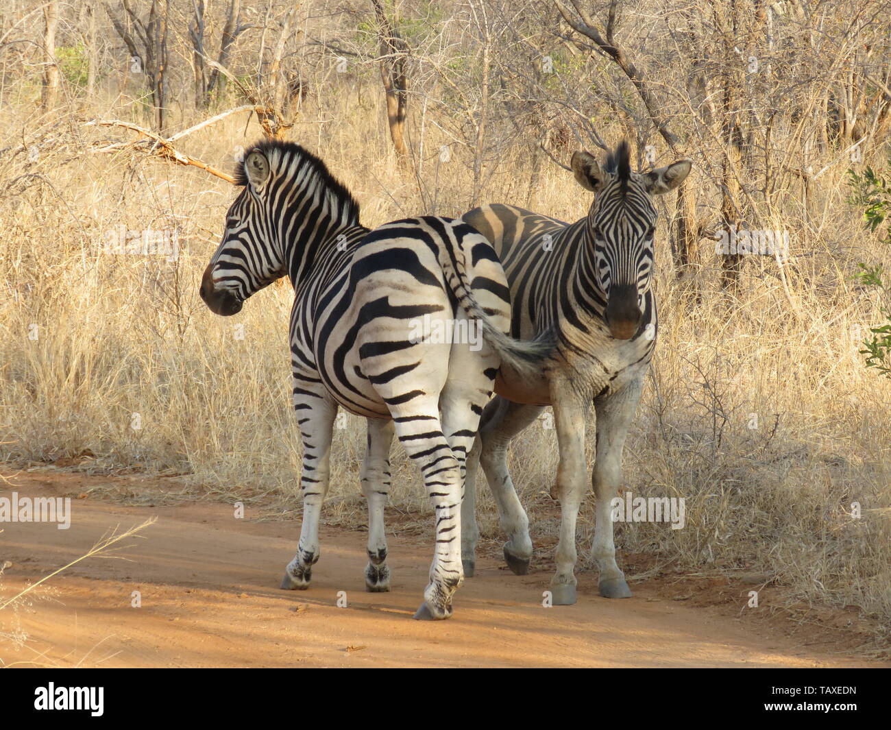 A pair of Zebras back to back in Karongwe Game Reserve, Kruger National Park, South Africa Stock Photo