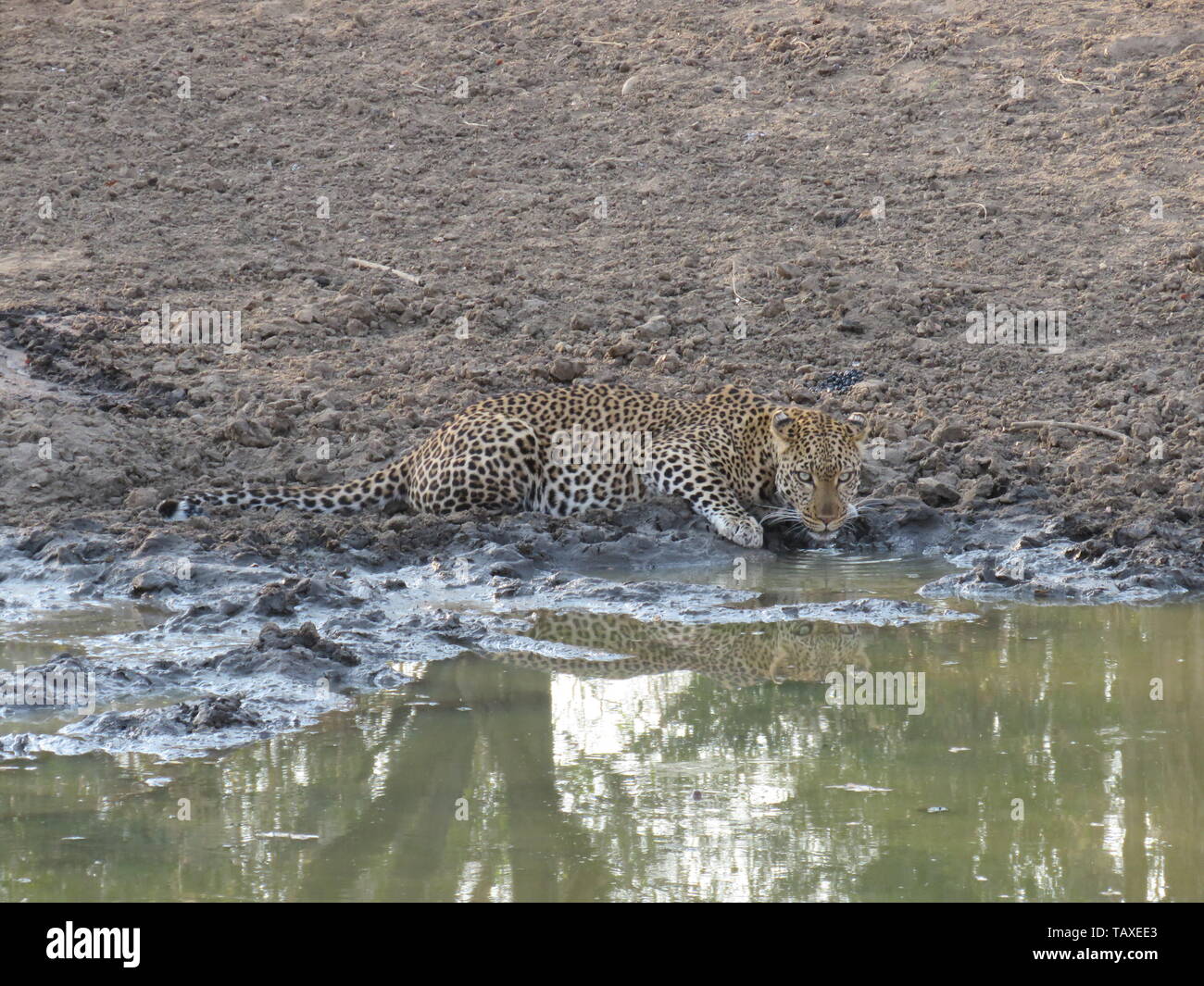 A beautiful leopard looking menacingly at the camera whilst drinking from the waterhole complete with reflection, Karongwe Game Reserve, South Africa. Stock Photo