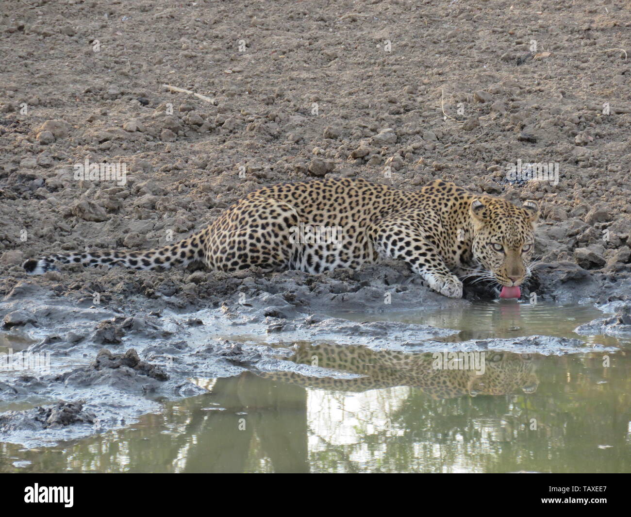 A beautiful leopard looking menacingly at the camera whilst drinking from the waterhole complete with reflection, Karongwe Game Reserve, South Africa. Stock Photo