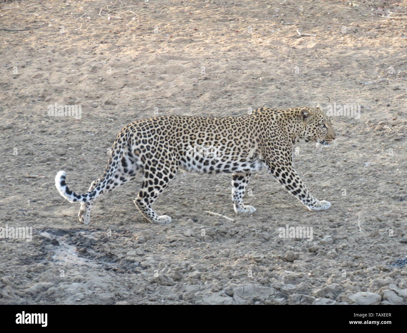 A beautiful African leopard on the move showing power and grace, Karongwe Game Reserve, Kruger National Park, South Africa. Stock Photo