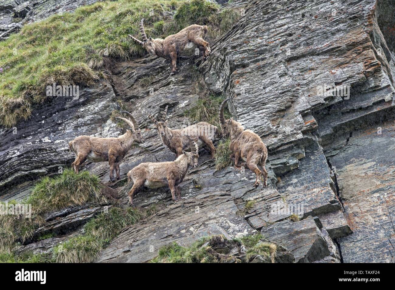 Alpine ibexes Stock Photo