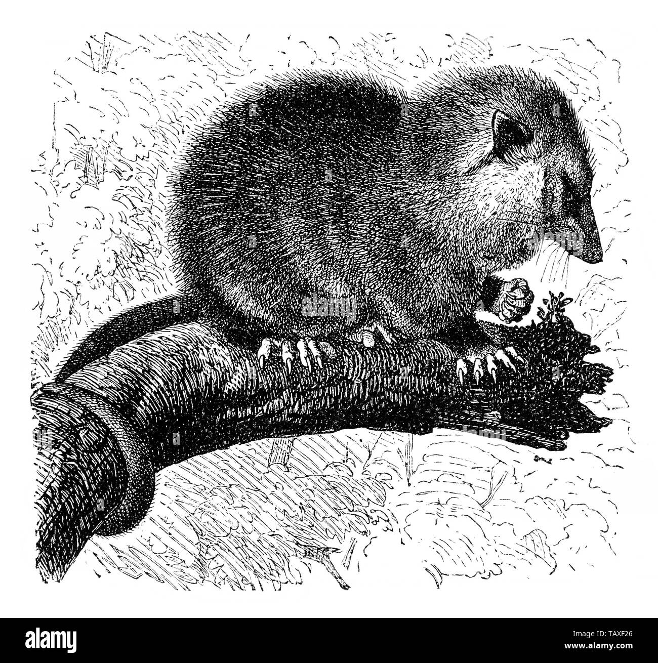 Possum, Opossum (Didelphis), eine Gattung der Beutelratten, Beutelsäuger oder Beuteltiere (Metatheria oder Marsupialia), 19. Jahrhundert Stock Photo