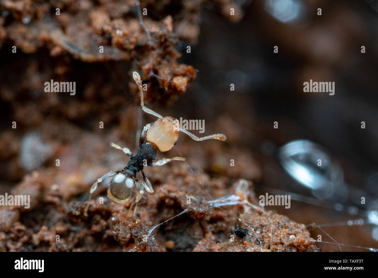 Tiny worker ants of the species Pheidole 'epem121' foraging in rainforest, Queensland, Australia Stock Photo