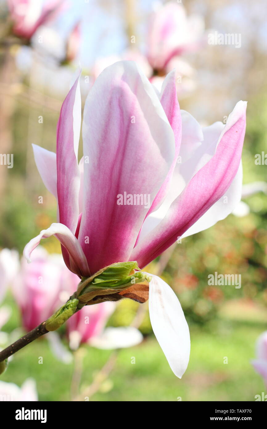 Magnolia x soulangeana ' Picture'.  Rosy pink and white blossoms of hardy Magnolia 'Picture'. Also called Tulip magnolia. Stock Photo