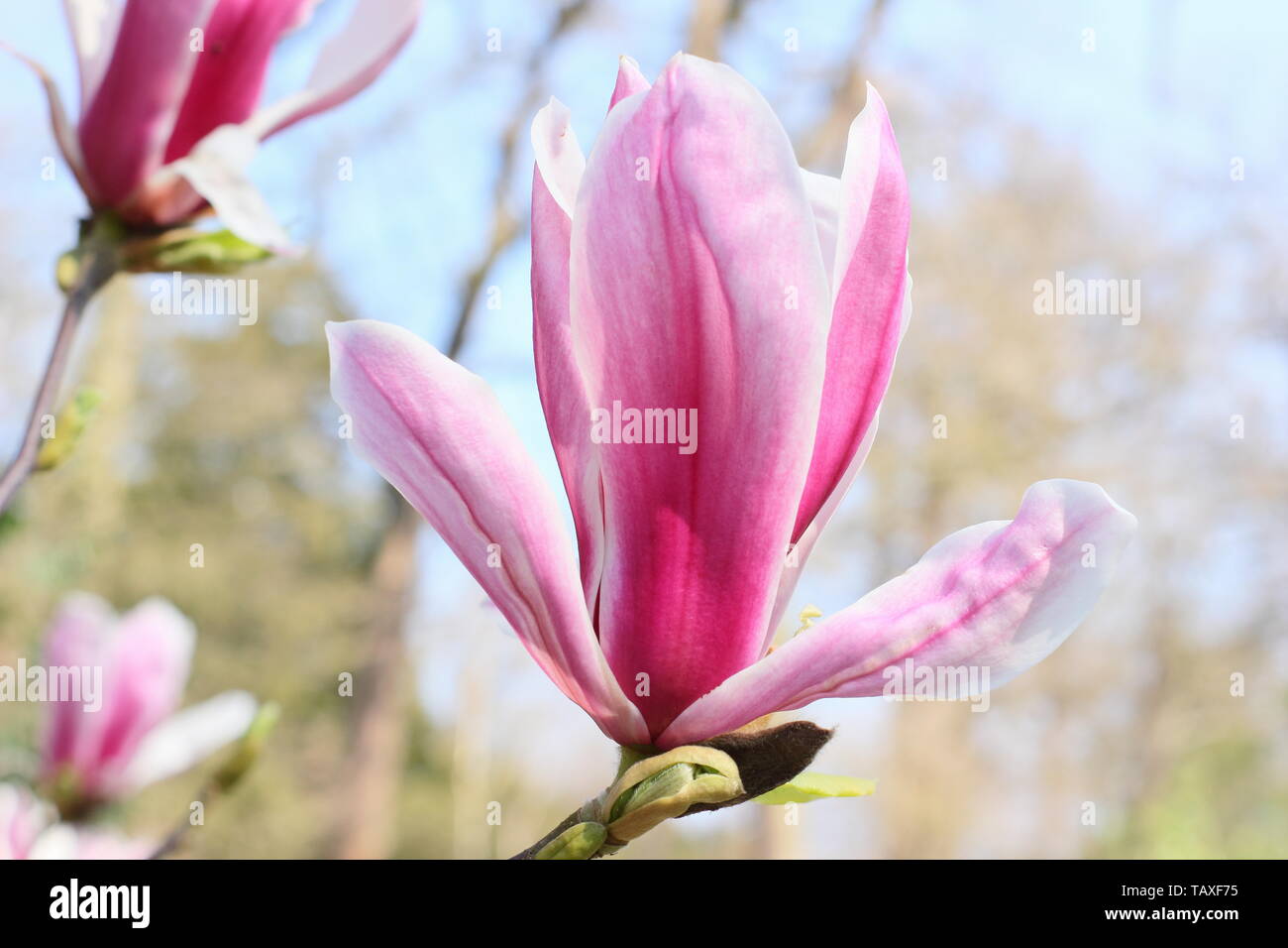 Magnolia x soulangeana ' Picture'. Rosy pink and white blossoms of hardy Magnolia 'Picture'. Also called Tulip magnolia. Stock Photo