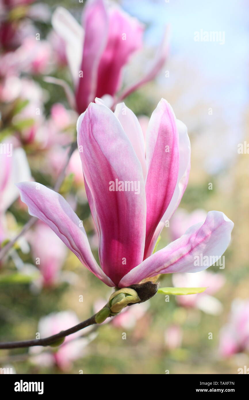 Magnolia x soulangeana ' Picture'. Rosy pink and white blossoms of hardy Magnolia 'Picture'. Also called Tulip magnolia. Stock Photo