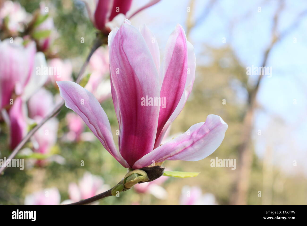 Magnolia x soulangeana ' Picture'. Rosy pink and white blossoms of hardy Magnolia 'Picture'. Also called Tulip magnolia. Stock Photo