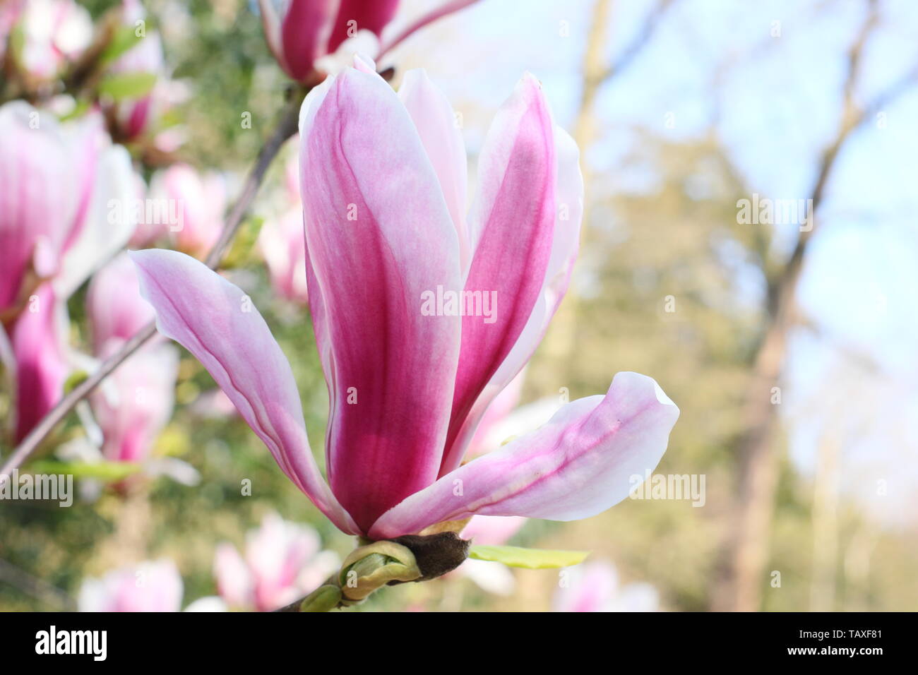 Magnolia x soulangeana ' Picture'. Rosy pink and white blossoms of hardy Magnolia 'Picture'. Also called Tulip magnolia. Stock Photo