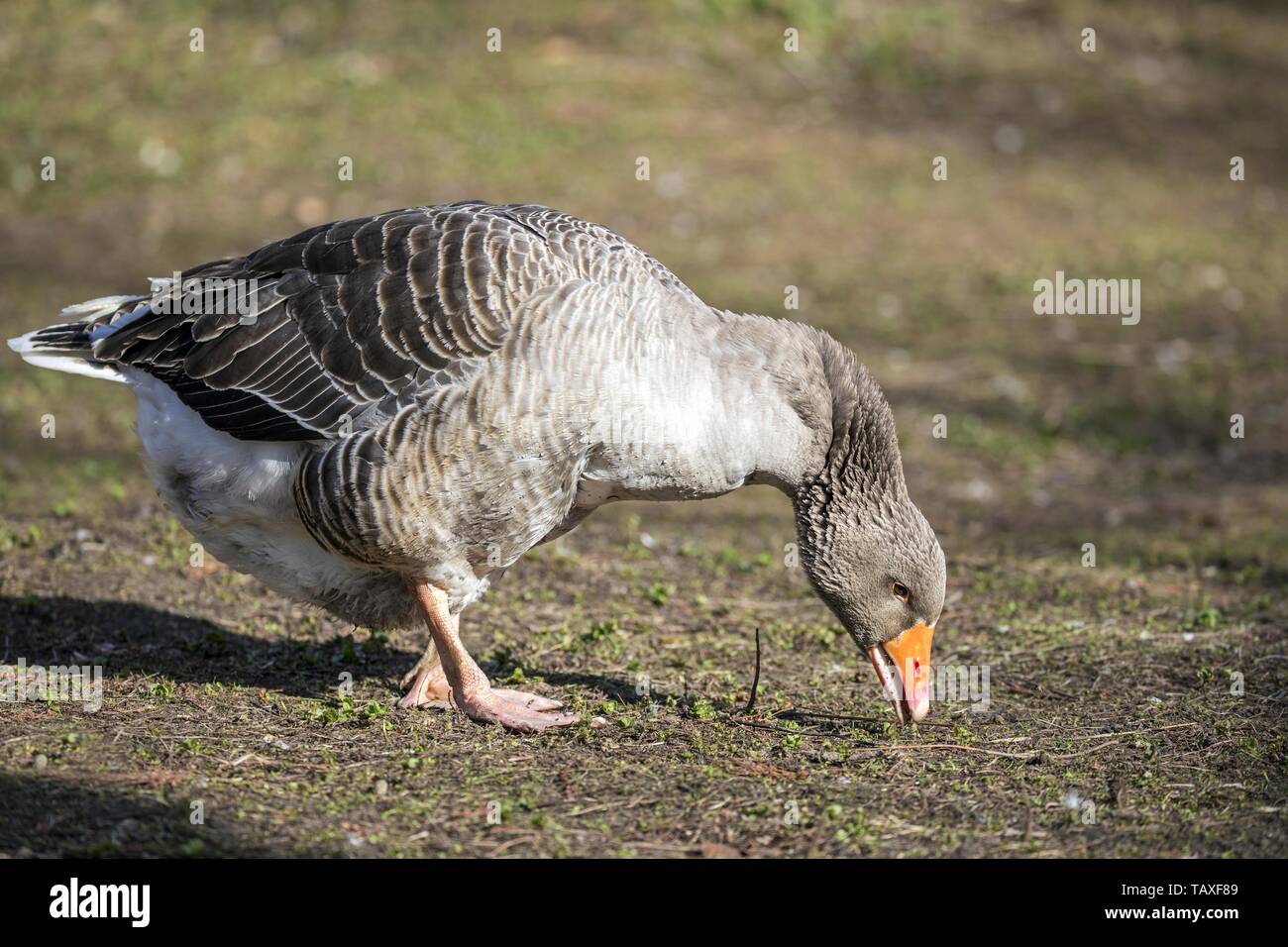 Pomeranian goose Stock Photo