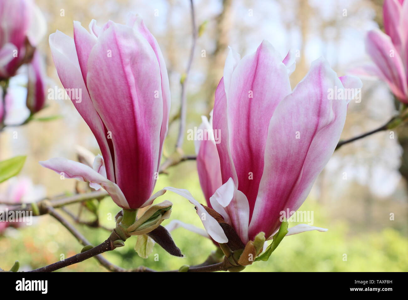 Magnolia x soulangeana ' Picture'. Rosy pink and white blossoms of hardy Magnolia 'Picture'. Also called Tulip magnolia. Stock Photo