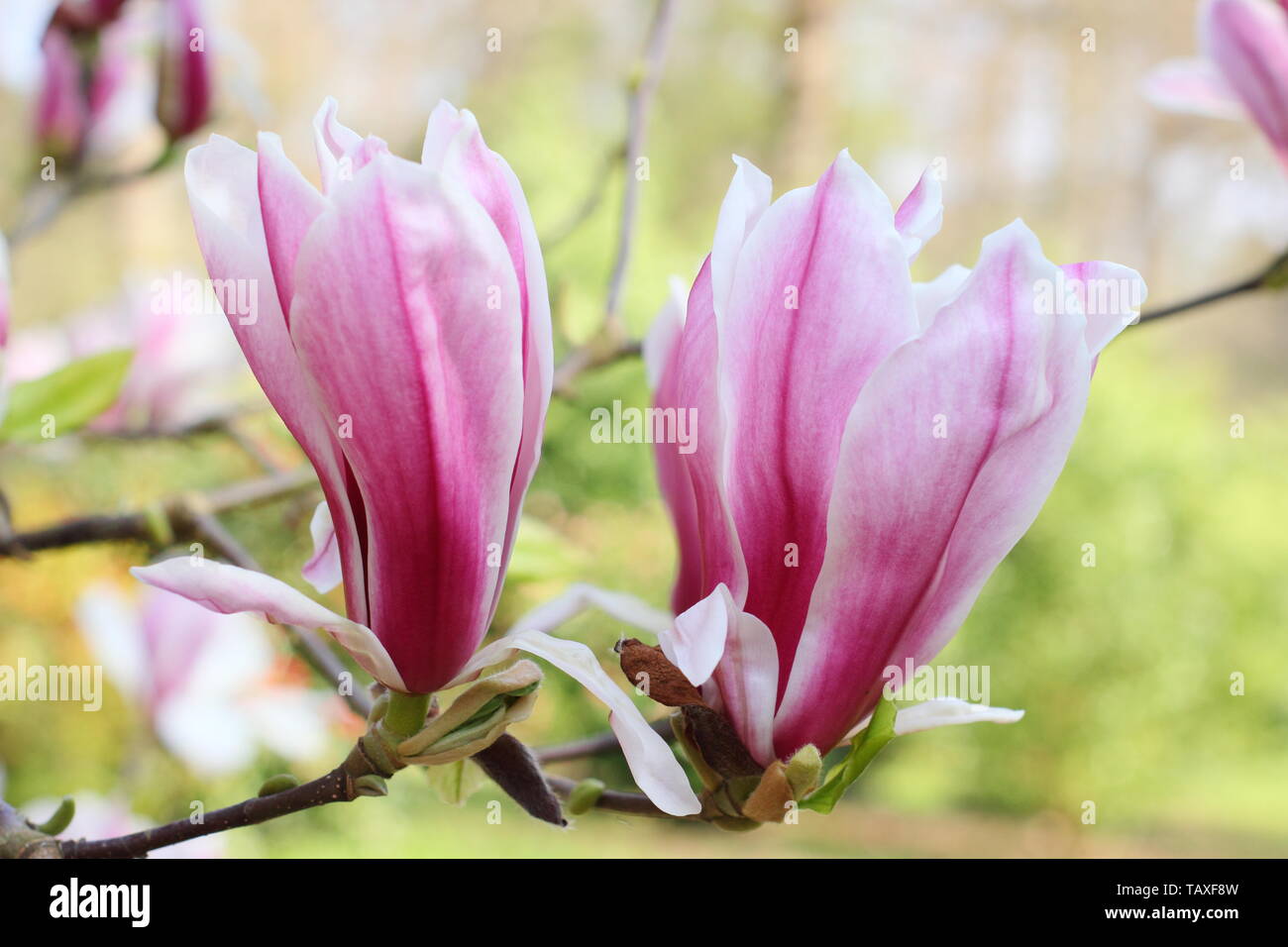 Magnolia x soulangeana ' Picture'. Rosy pink and white blossoms of hardy Magnolia 'Picture'. Also called Tulip magnolia. Stock Photo