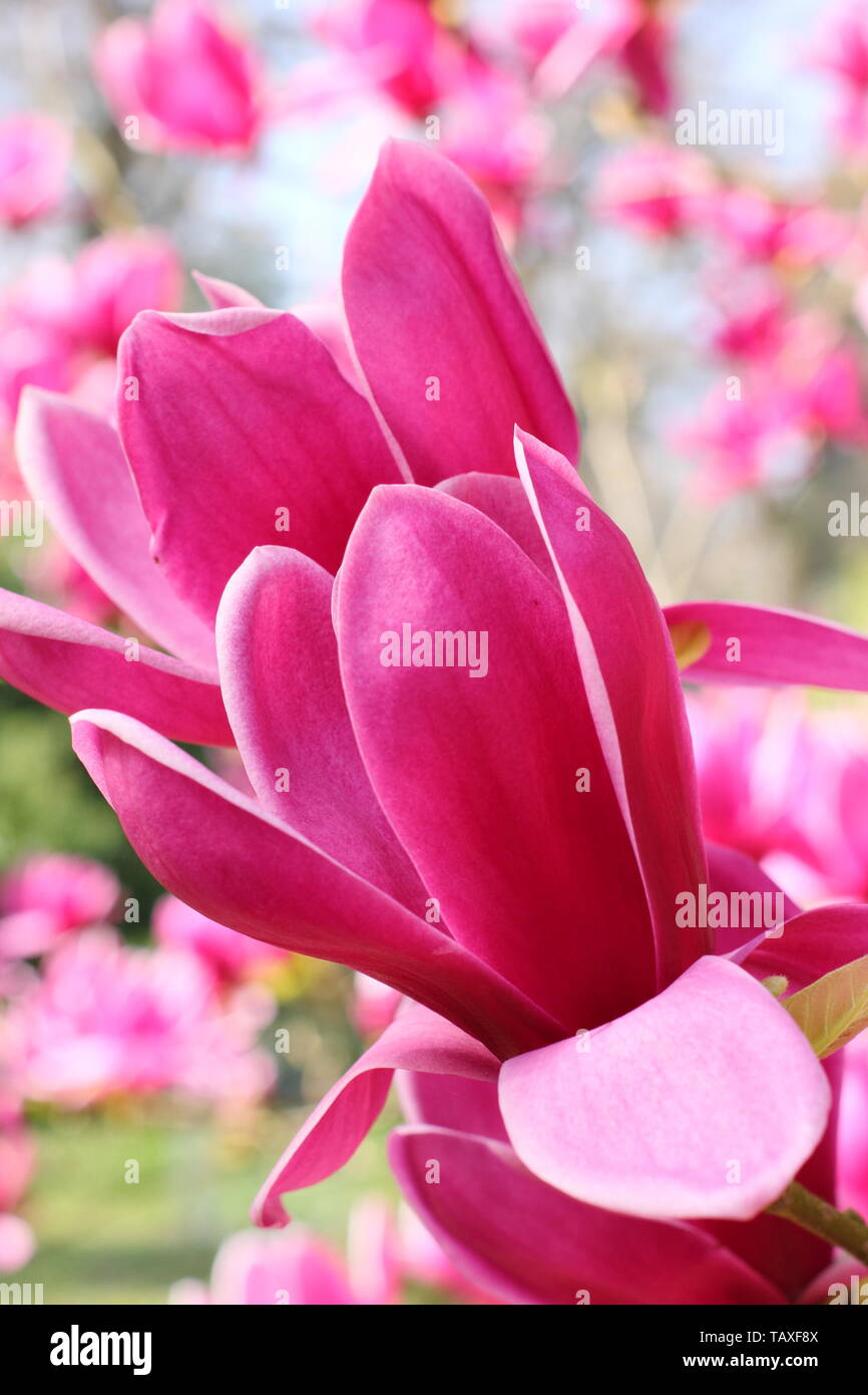 Magnolia 'Shirazz'. Vibrant magenta blossoms of Magnolia 'Shirazz'. Also called Magnolia 'Vulden' Stock Photo