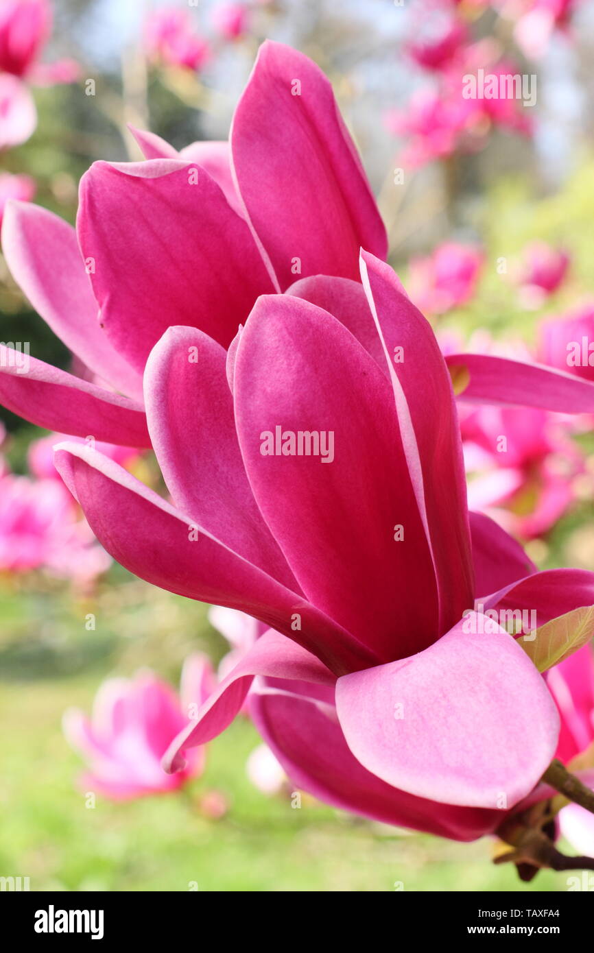 Magnolia 'Shirazz'. Vibrant magenta blossoms of Magnolia 'Shirazz'. Also called Magnolia 'Vulden' Stock Photo