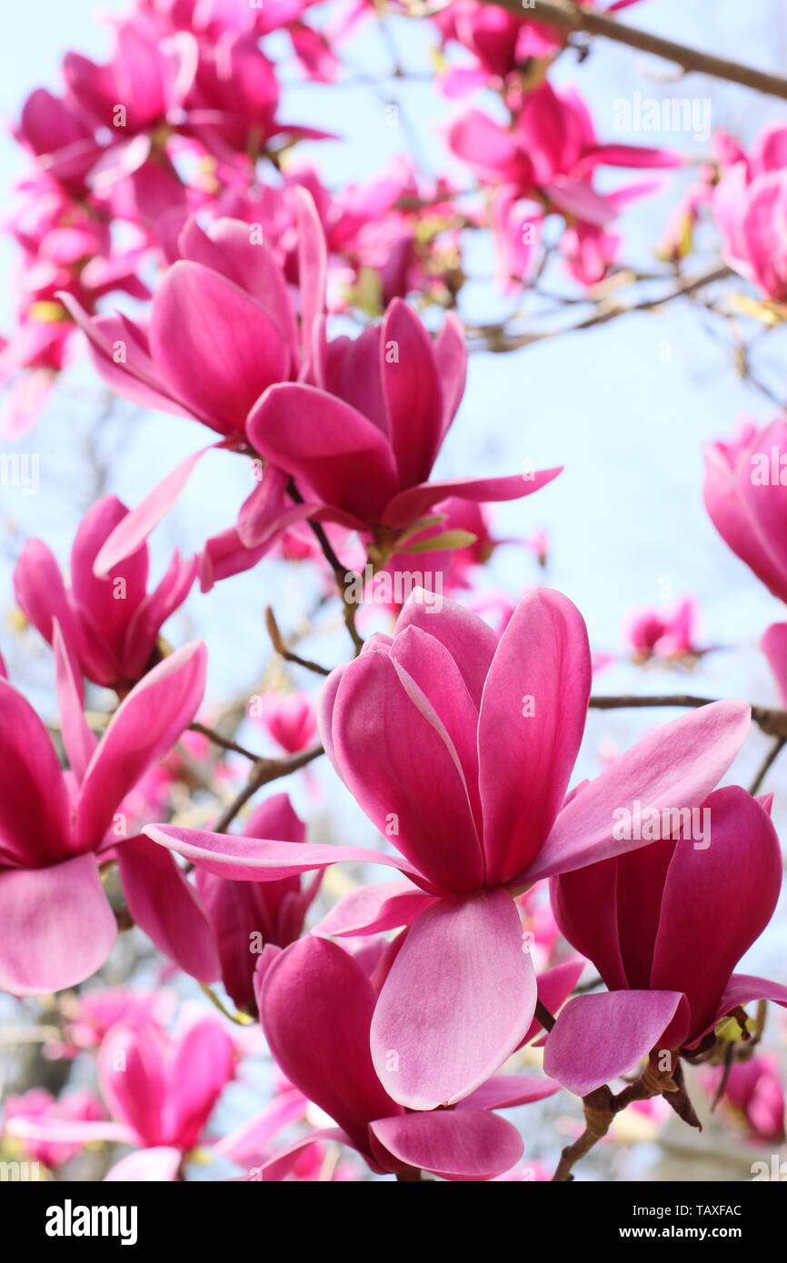 Magnolia 'Shirazz'. Vibrant magenta blossoms of Magnolia 'Shirazz'. Also called Magnolia 'Vulden' Stock Photo