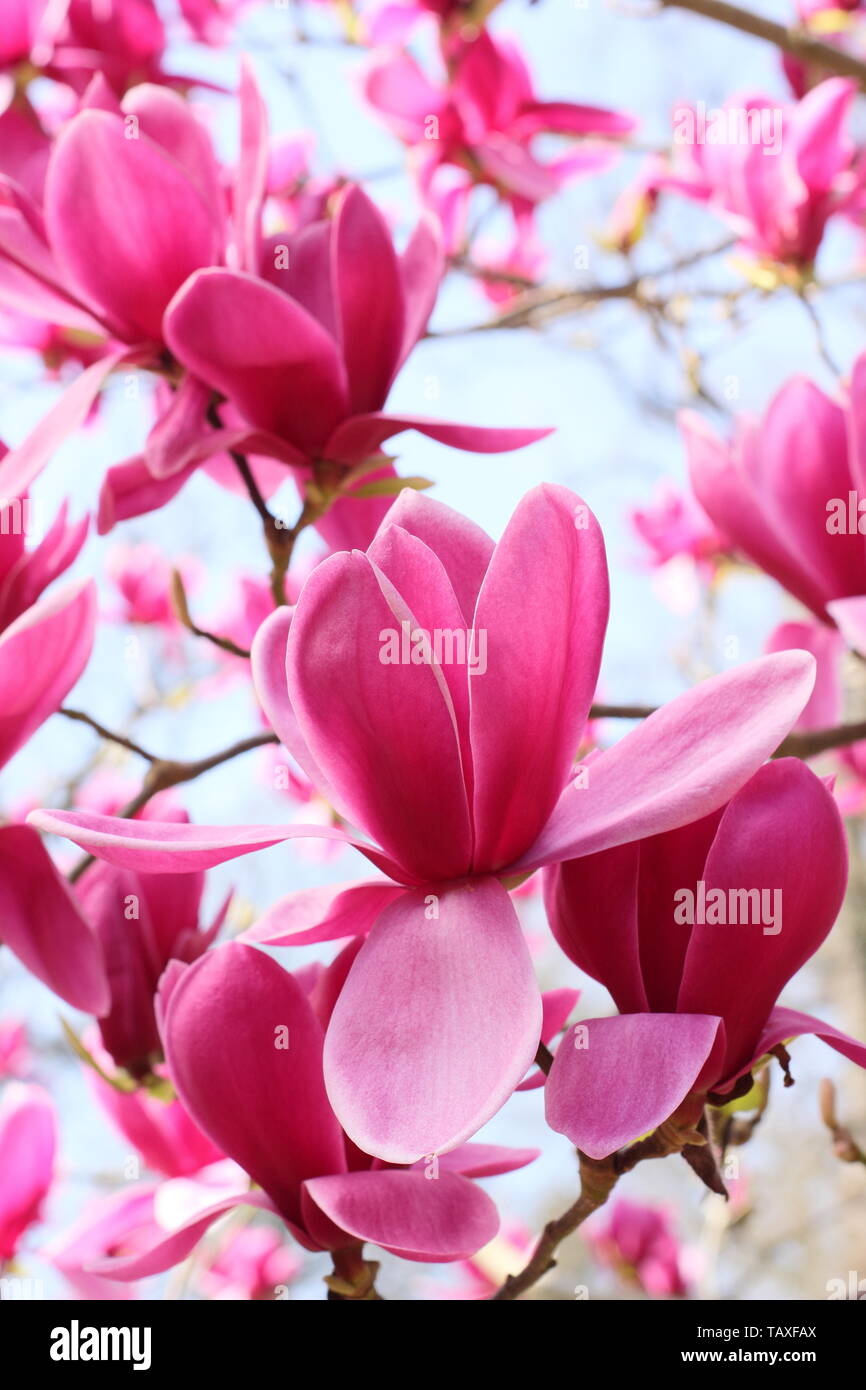 Magnolia 'Shirazz'. Vibrant magenta blossoms of Magnolia 'Shirazz'. Also called Magnolia 'Vulden' Stock Photo