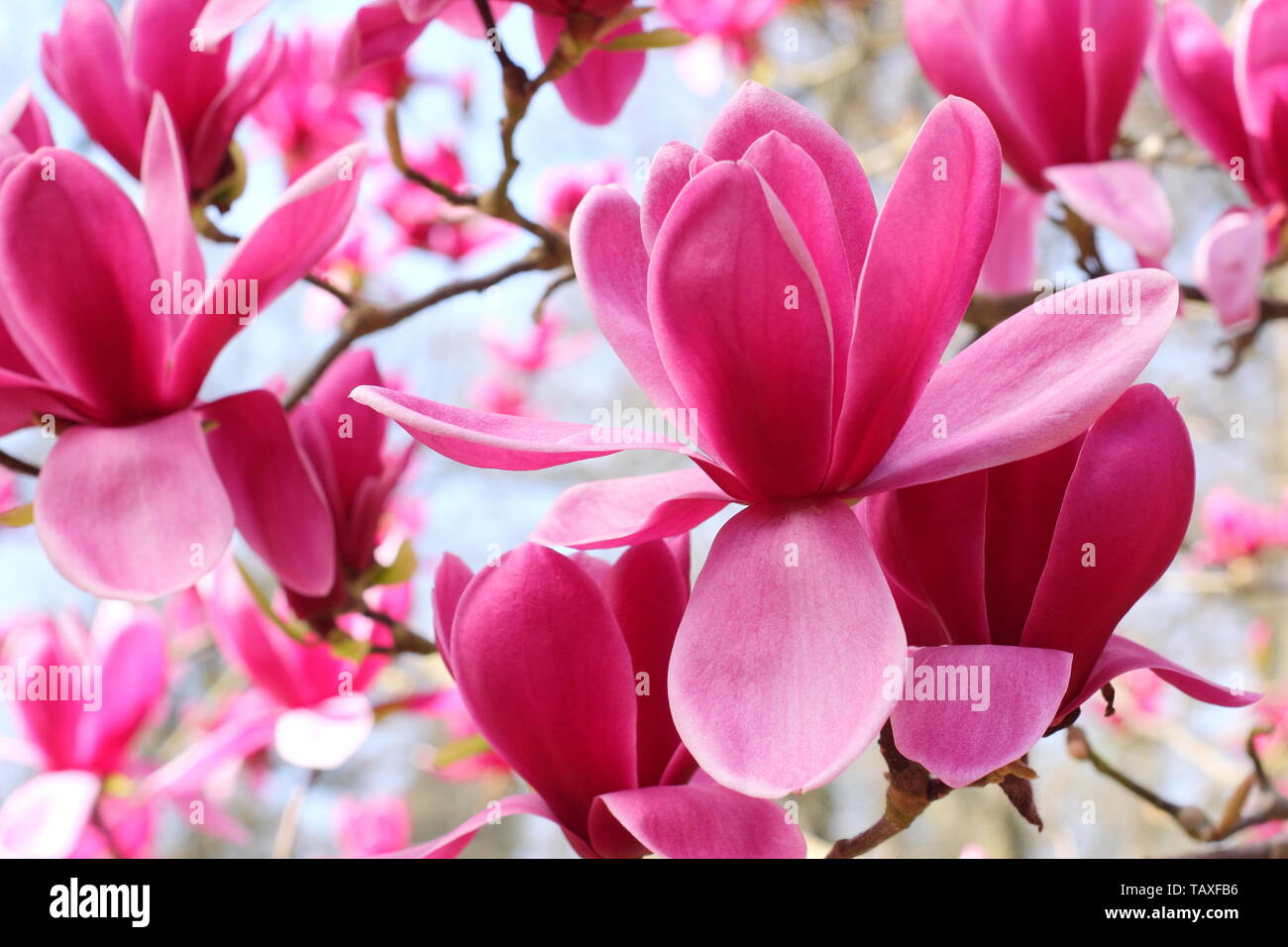 Magnolia 'Shirazz'. Vibrant magenta blossoms of Magnolia 'Shirazz'. Also called Magnolia 'Vulden' Stock Photo