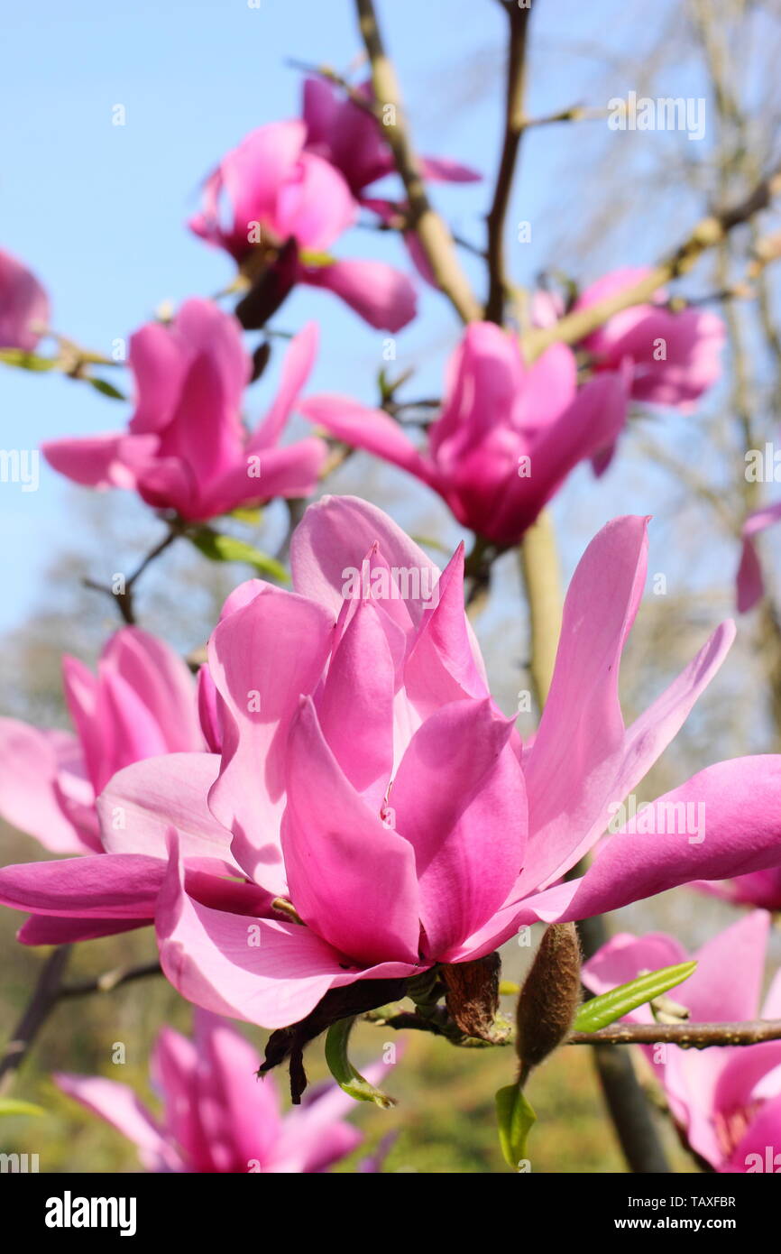 Magnolia 'Caerhays Surprise'. Water-lily shaped blossoms of Magnolia Caerhays Surprise. AGM. Suitable for small gardens. Stock Photo