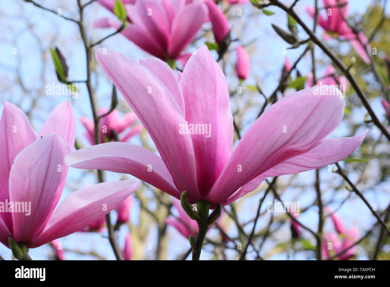 Magnolia 'Star Wars'. Rosy pink blossoms of Magnolia 'Star Wars' in spring Stock Photo