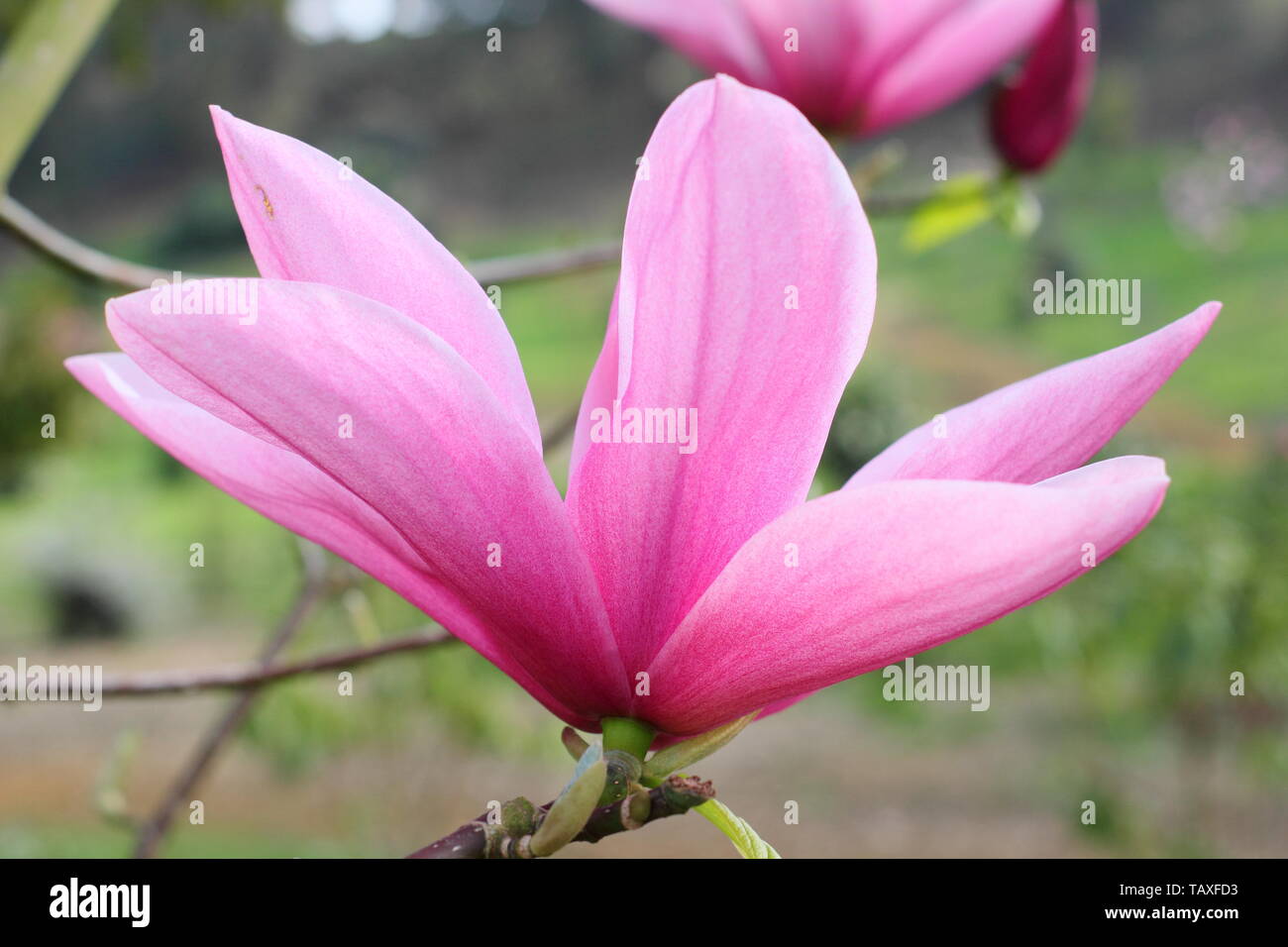 Magnolia 'Star Wars'. Rosy pink blossoms of Magnolia 'Star Wars' in spring Stock Photo