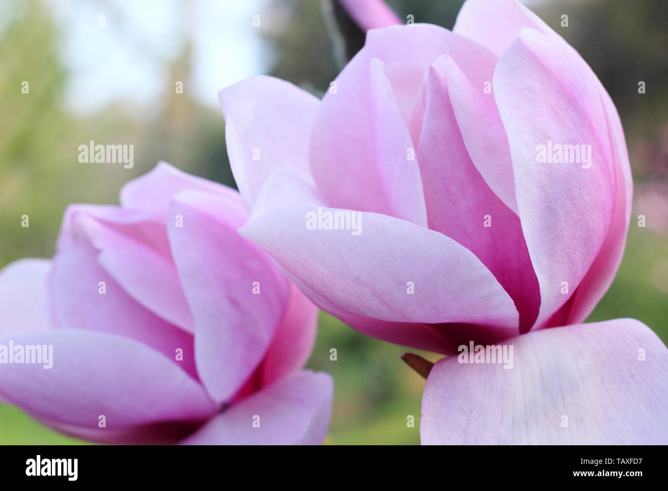 Magnolia 'Iolanthe'. Large pink blossoms of Magnolia Iolanthe Stock Photo