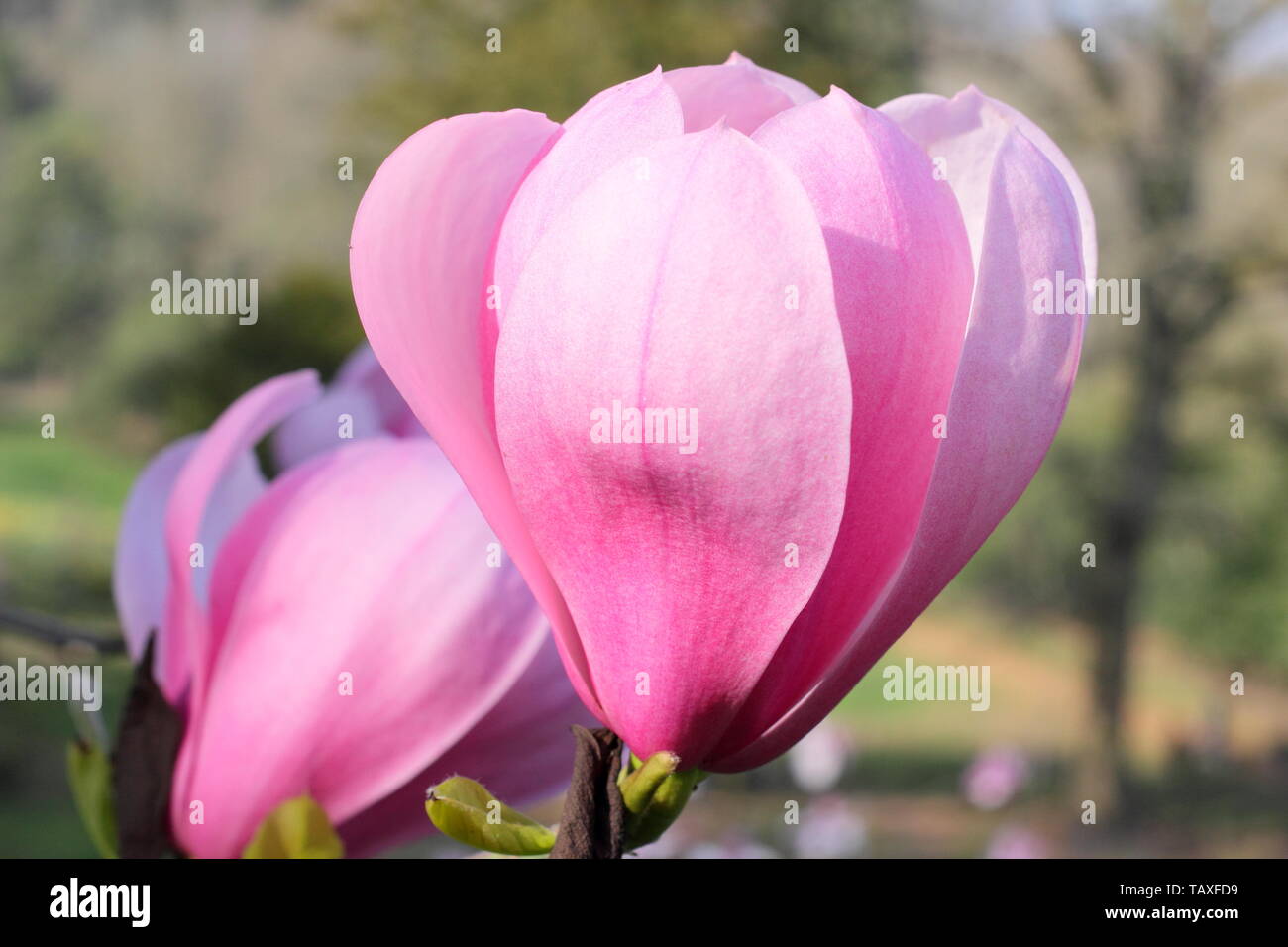 Magnolia 'Sweetheart'.  Scented blossoms of Magnolia Sweetheart hybrid Stock Photo