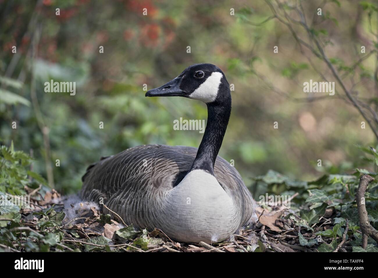 Brooding canada goose hi-res stock photography and images - Alamy