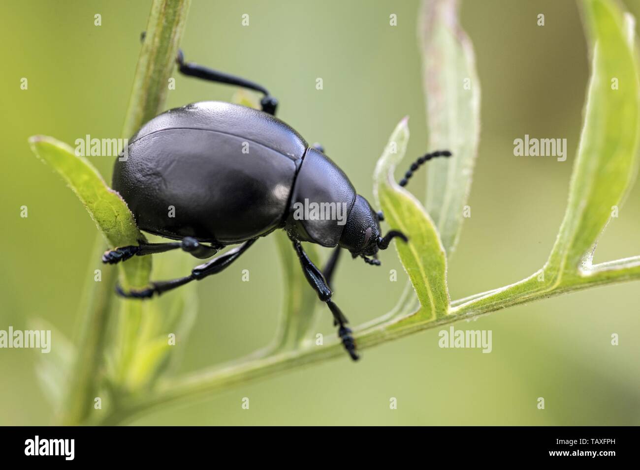 churchyard beetle Stock Photo