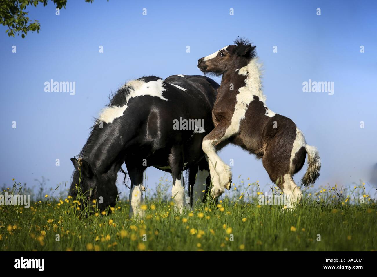 2 Irish Tinker Stock Photo Alamy