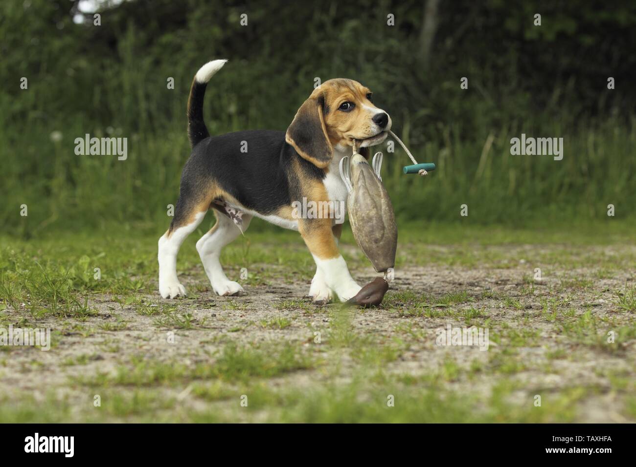 young beagle