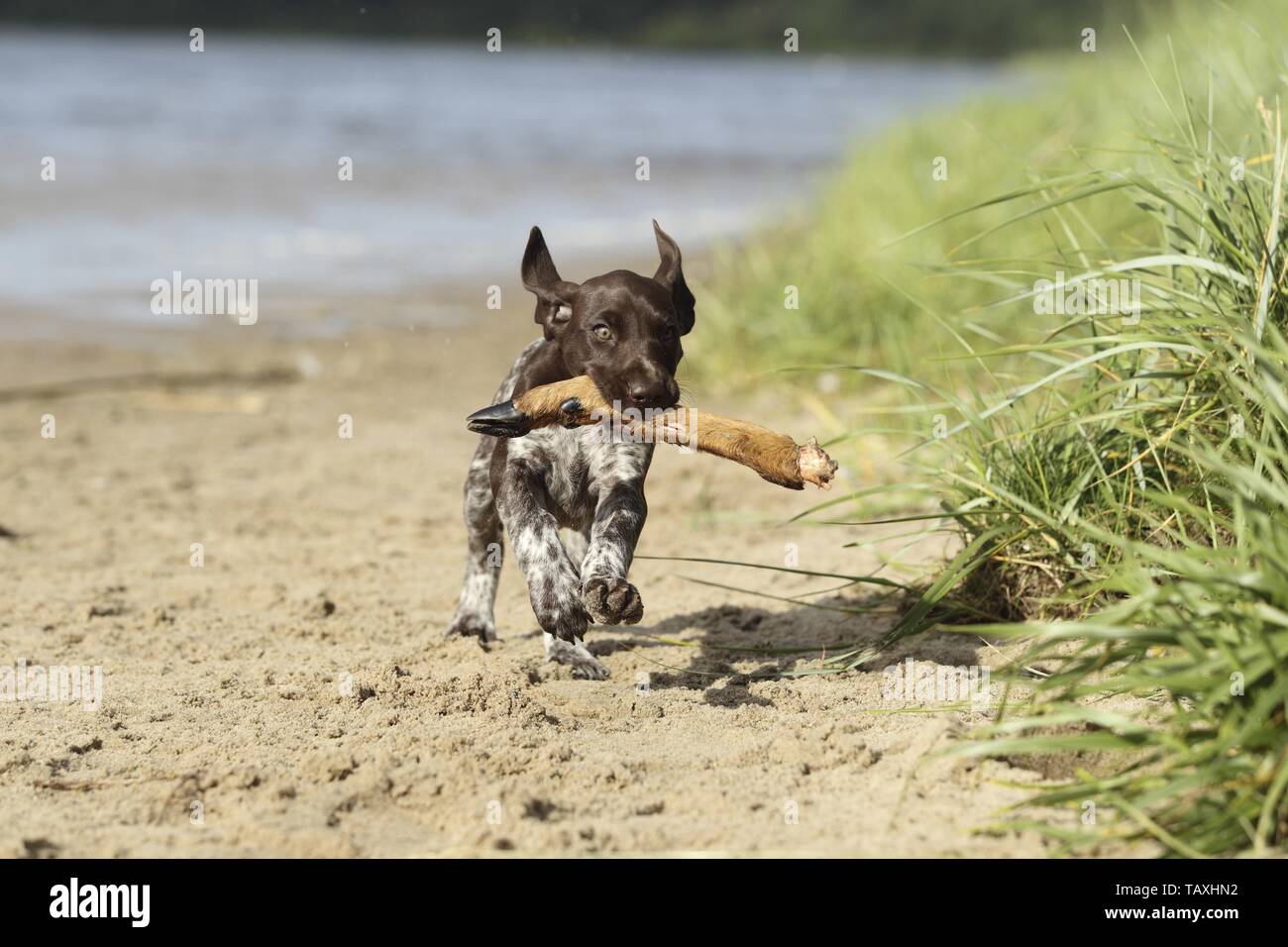 German shorthaired Pointer Puppy Stock Photo