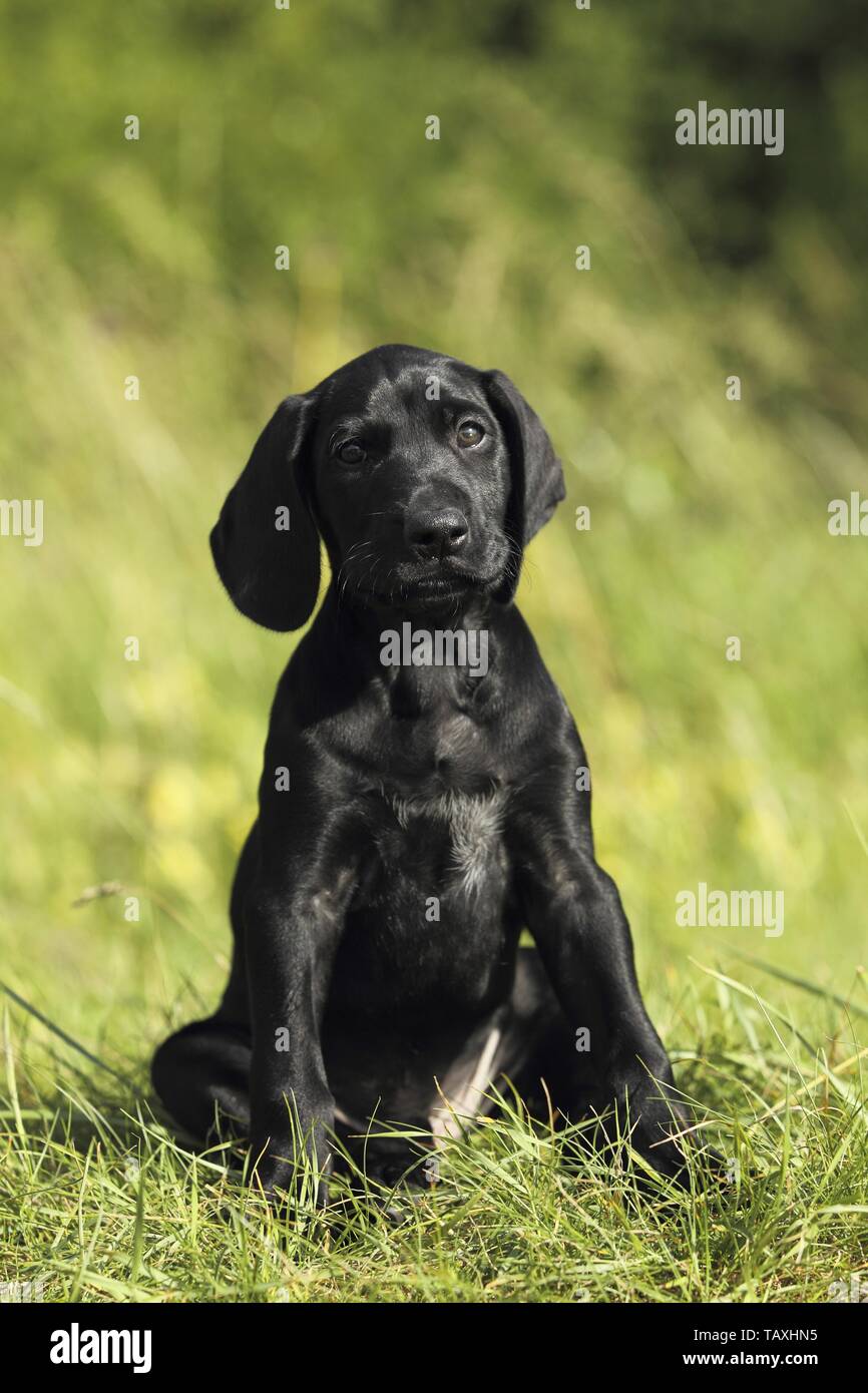 German Shorthaired Pointer Puppy Stock Photo 247676385 Alamy