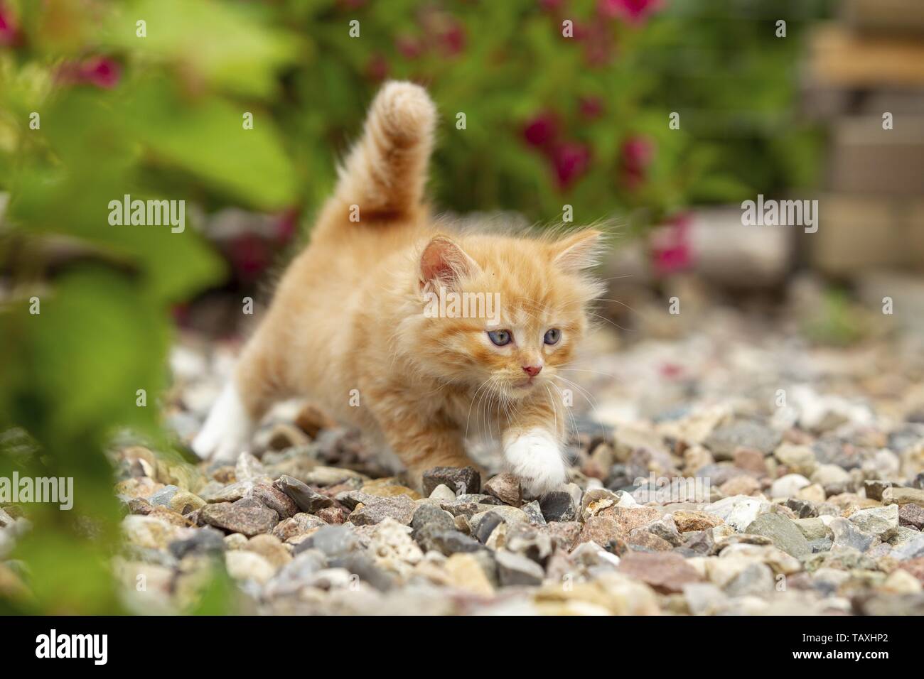 German Longhair Kitten Stock Photo
