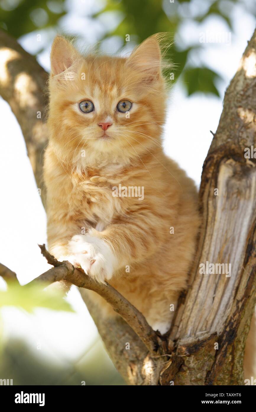 German Longhair Kitten Stock Photo