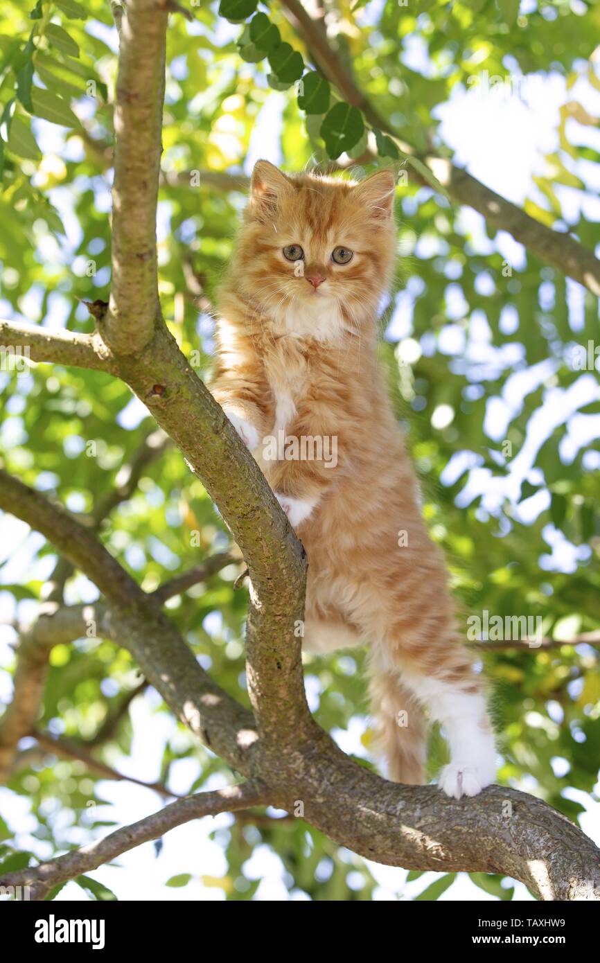 German Longhair Kitten Stock Photo