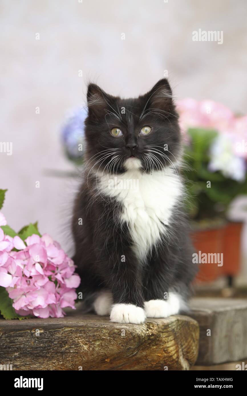 German Longhair Kitten Stock Photo