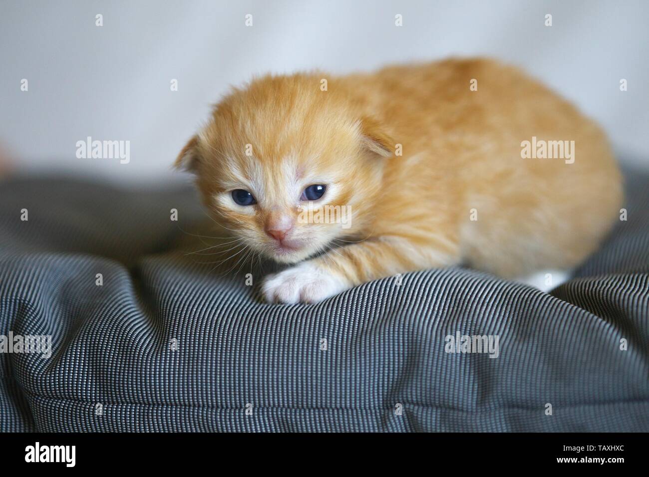 German Longhair Kitten Stock Photo