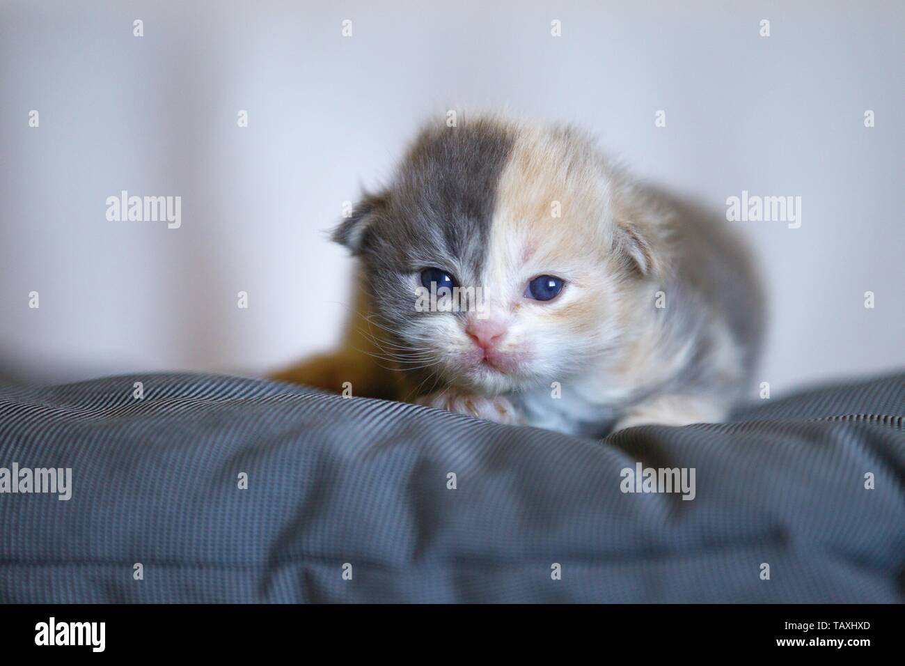German Longhair Kitten Stock Photo
