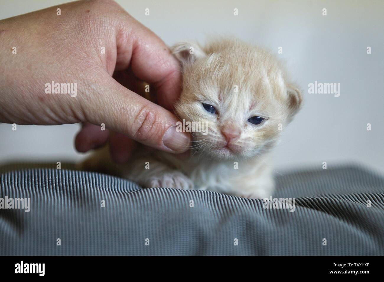 German Longhair Kitten Stock Photo