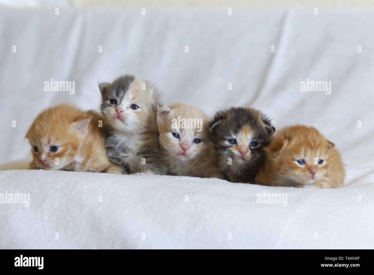 German Longhair Kitten Stock Photo
