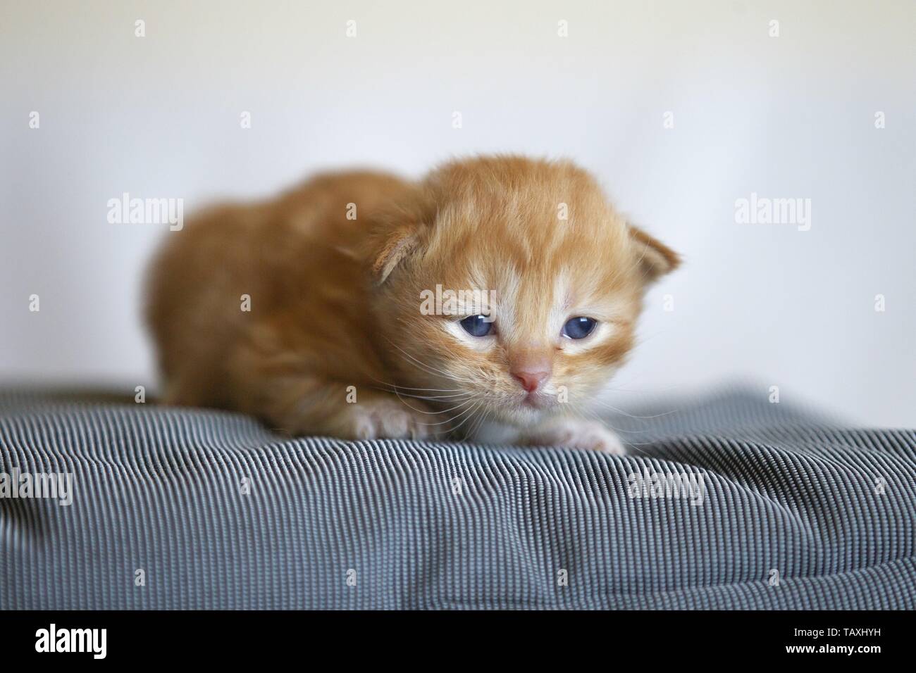 German Longhair Kitten Stock Photo
