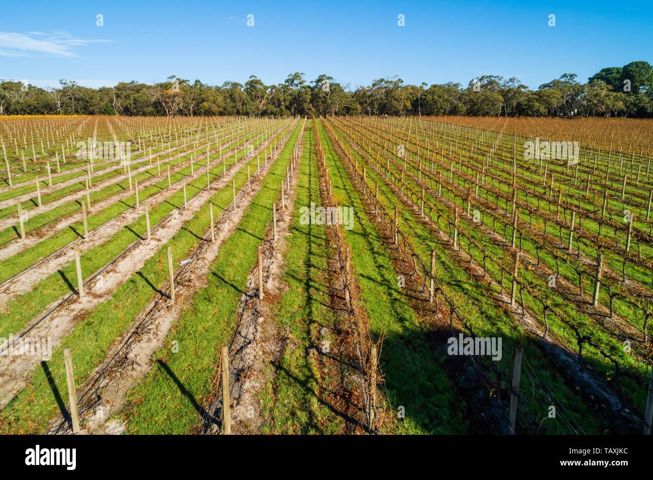 Perspective view of straight rows of vines in autumn in Australia Stock ...