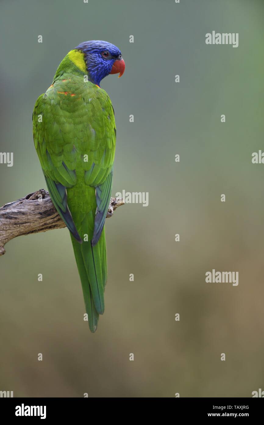 Coconut lorikeets hi-res stock photography and images - Alamy