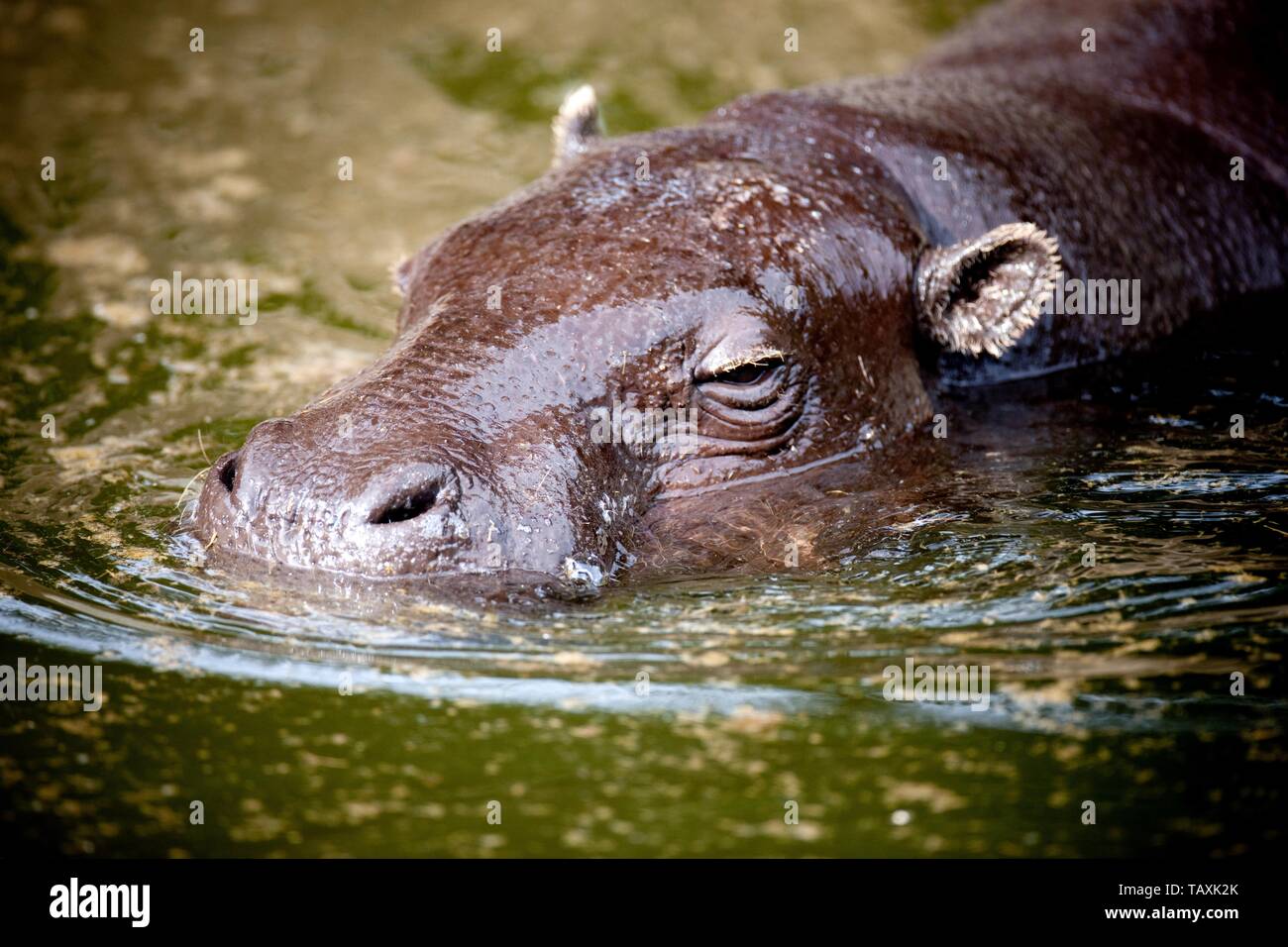 pygmy hippopotamus Stock Photo