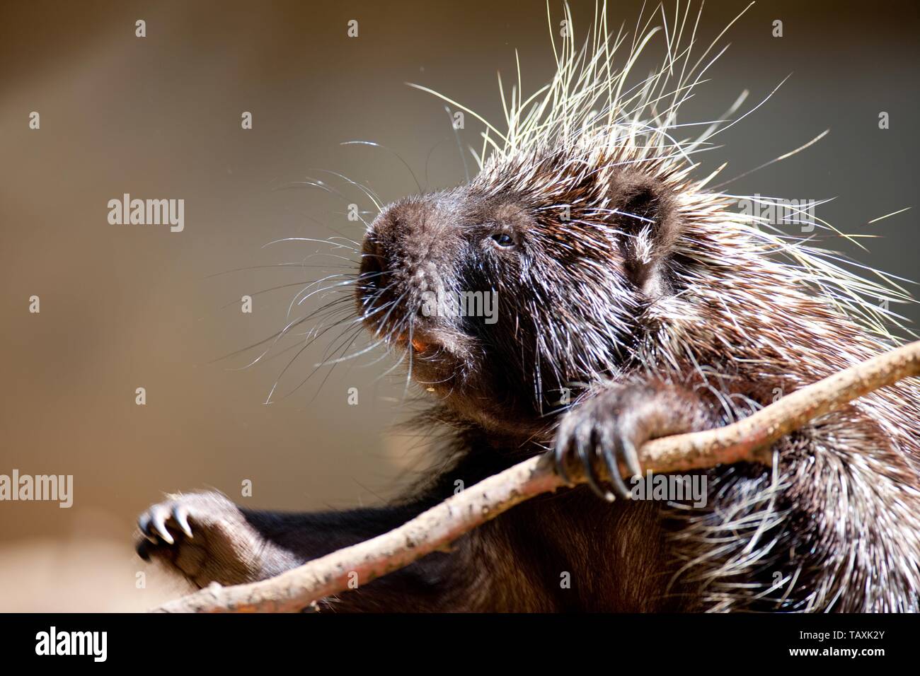 new world porcupine Stock Photo
