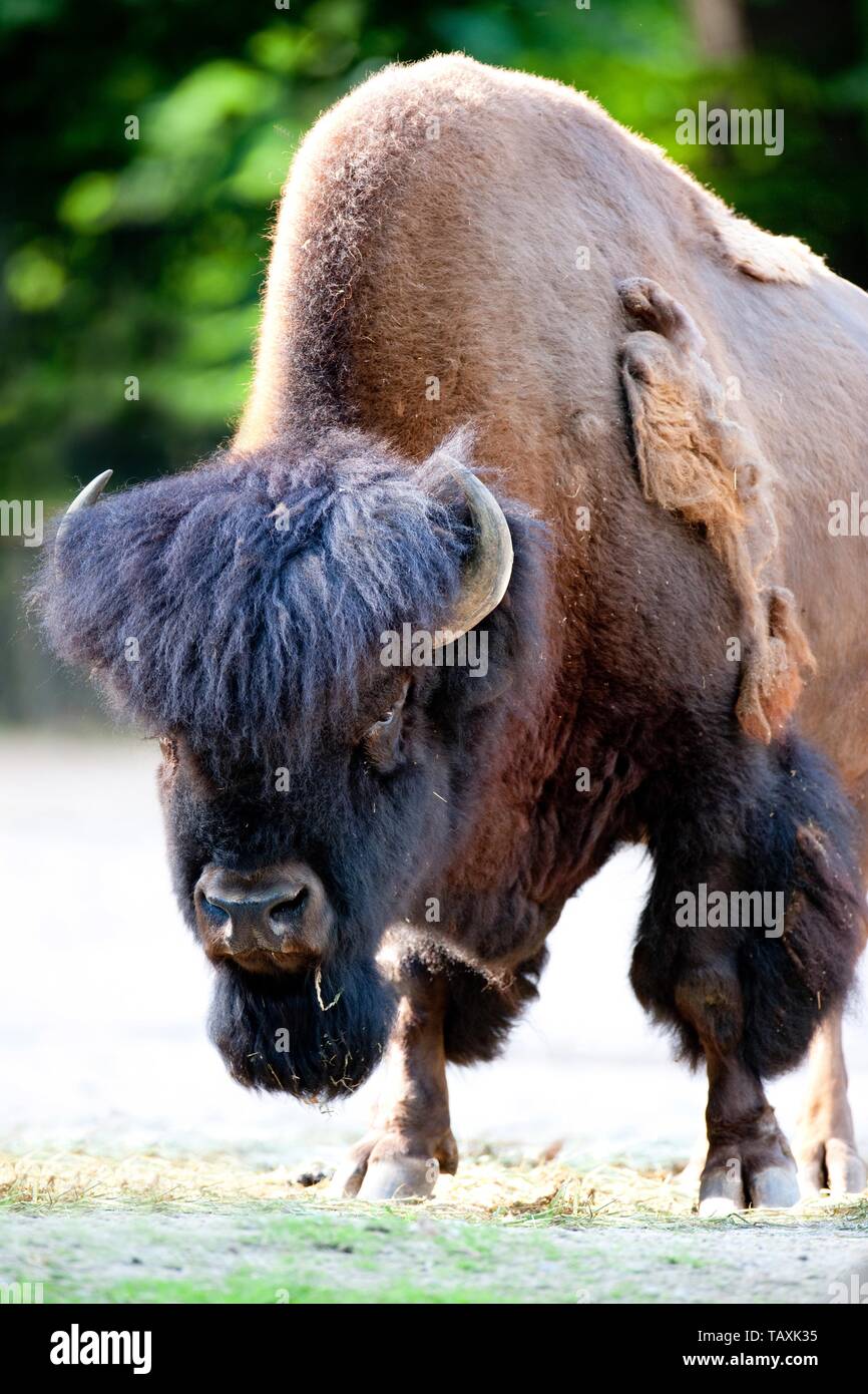 American bisons Stock Photo